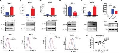 Tim-3 Relieves Experimental Autoimmune Encephalomyelitis by Suppressing MHC-II